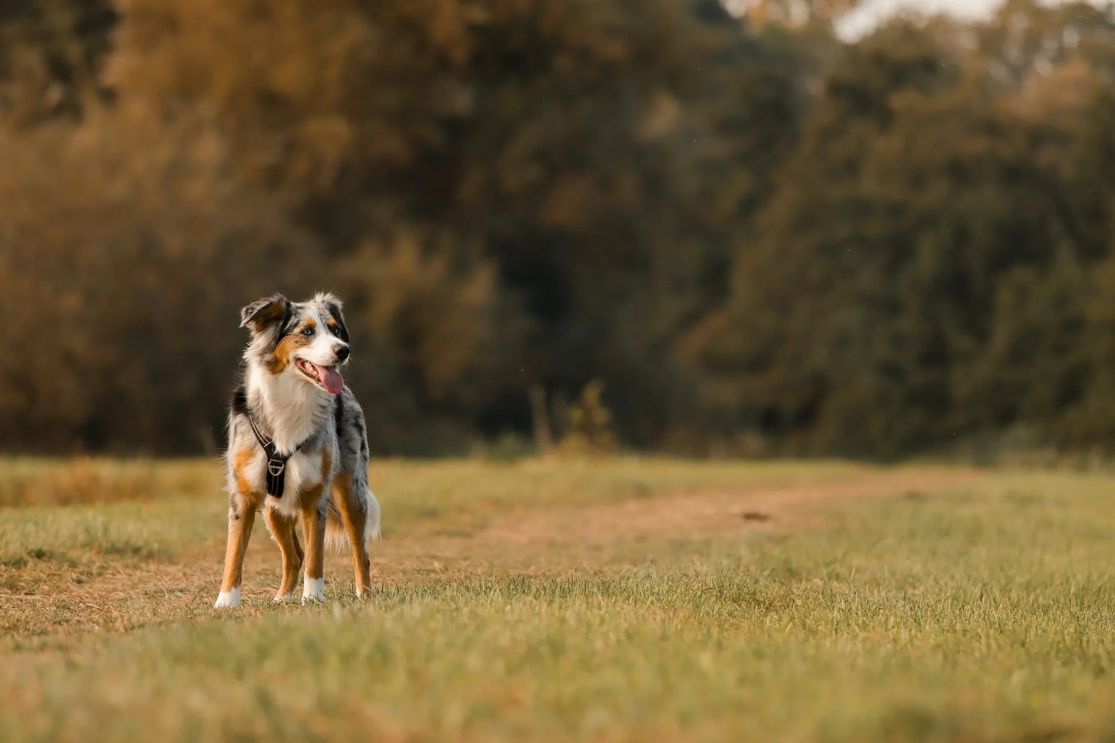 An Australian shepherd in an autumn field